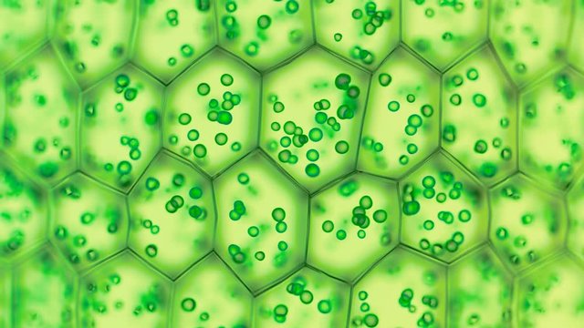 Generic green plant cells under a microscope. Seamless looping animation.