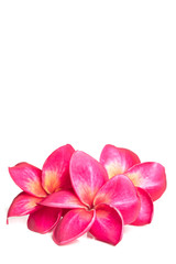 Three deep pink plumeria or frangipani flowers on white background , isolated, with copy space, vertical composition