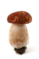 King bolete mushroom