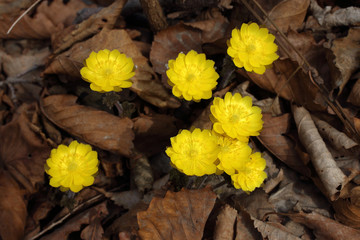 Adonis amurensis, Far Eastern snowdrop