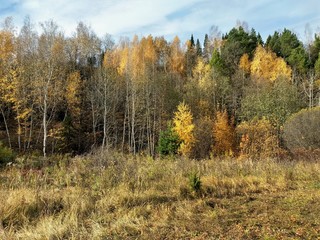 Fototapeta premium multicolored trees against a blue sky