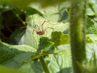 a long-legged spider crawls on a juicy green leaf