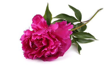 Red peony flower