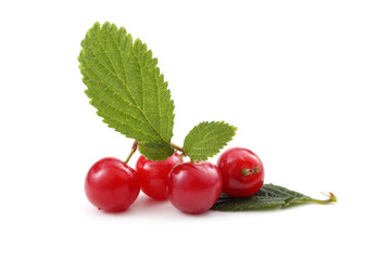 Far eastern cherry and leaves