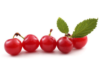 Far eastern cherry and leaves