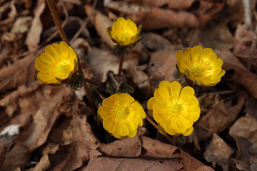Adonis amurensis, Far Eastern snowdrop