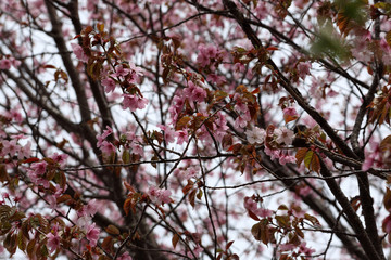 Sakura. Apricot blossom.
