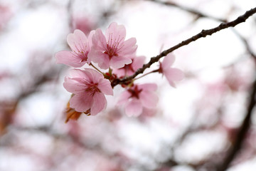 Sakura. Apricot blossom.