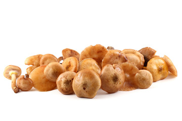 Honey fungus mushrooms