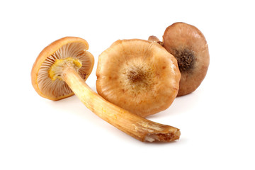 Honey fungus mushrooms