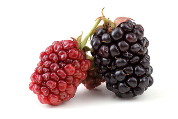 Ripe and unripe blackberries