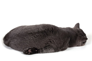 Funny sleeping British cat