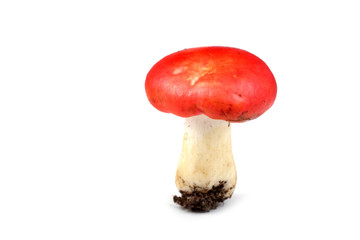 Russule mushroom