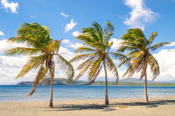 palm tree on the beach