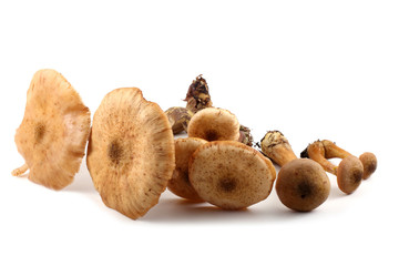 Honey fungus mushrooms