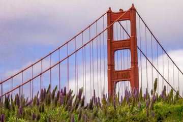 The Golden Gate Bridge on a bed of Pride of Madeira.
