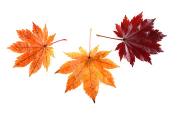 Autumn maple leaves