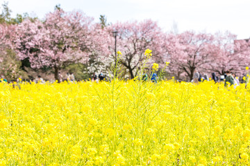 Fototapeta premium (東京都-風景)菜の花畑と桜１