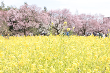(東京都-風景)菜の花畑と桜１４