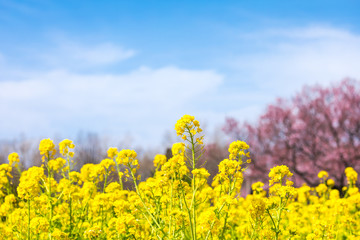 Obraz premium (東京都-風景)菜の花畑と桜３