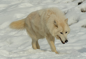 Arctic Wolves in winer snow
