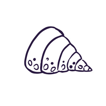 The image of the shell is drawn by hand for design, web, print in doodle style.