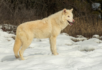 Arctic Wolves in winer snow