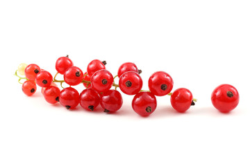 Red currant