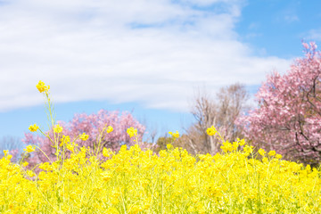 Obraz premium (東京都-風景)菜の花畑と桜１３