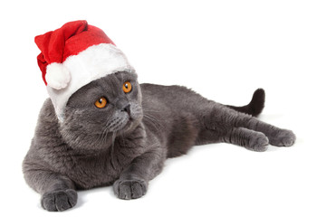 Funny Santa cat