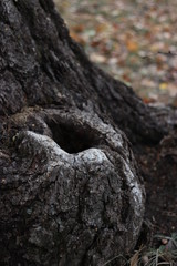 bark of a tree