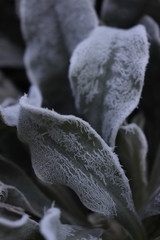 the pattern of frost on leaves