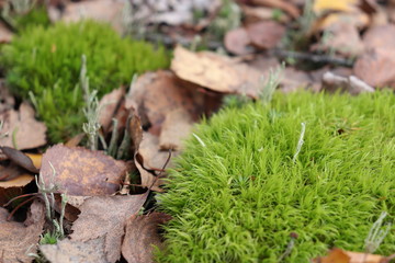 moss