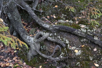 the roots of the old tree