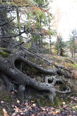 Obraz premium crooked roots of an old spruce tree