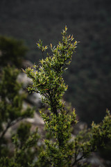 Detail shot of the foliage at Sublime Point Lookout on a moody rainy day.