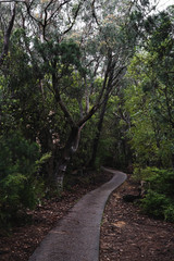Fototapeta na wymiar Walking path winding through the green trees near Sublime Point Lookout, Leura New South Wales.