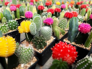 Cactus plants farm field selective focus.