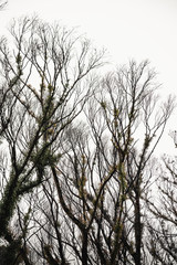 Burnt out trees showing signs of regrowth at Govetts Leap Lookout on a moody rainy day with heavy fog. Blue Mountains, New South Wales.