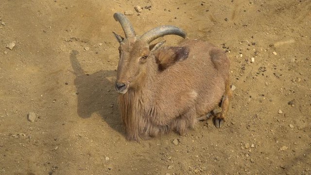 Barbary sheep close-up full body (Artiodactyla Bovidae ) p3