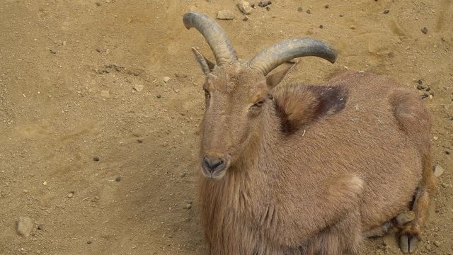 Barbary sheep wildlife close-up from the top  (Artiodactyla Bovidae ) p2