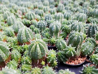 Cactus plants farm field selective focus.