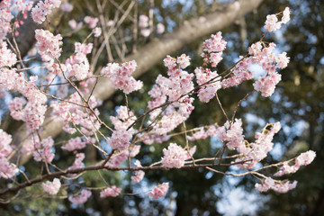 大寒桜