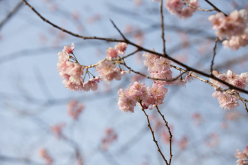 大寒桜