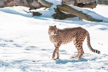 Cheetah with tailed head