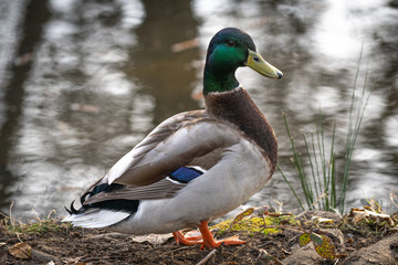 Mallard drake on the shore of a pond in a park in Southern Oregon