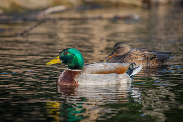 Pair of mallard ducks floating peacefully on a sunlit pond