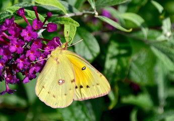 Closeup with copy space of an Orange Sulfur Butterfly (Colias eurytheme) feeding on purple butterfly bush (Buddleja).