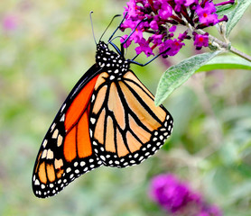 Obraz premium Close-up of a Monarch Butterfly (Danaus plexippus) feeding on the nectar of a butterfly bush. (Buddleja)