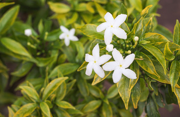 White sampaguita jasmine flowers field blooming in garden green leaf background